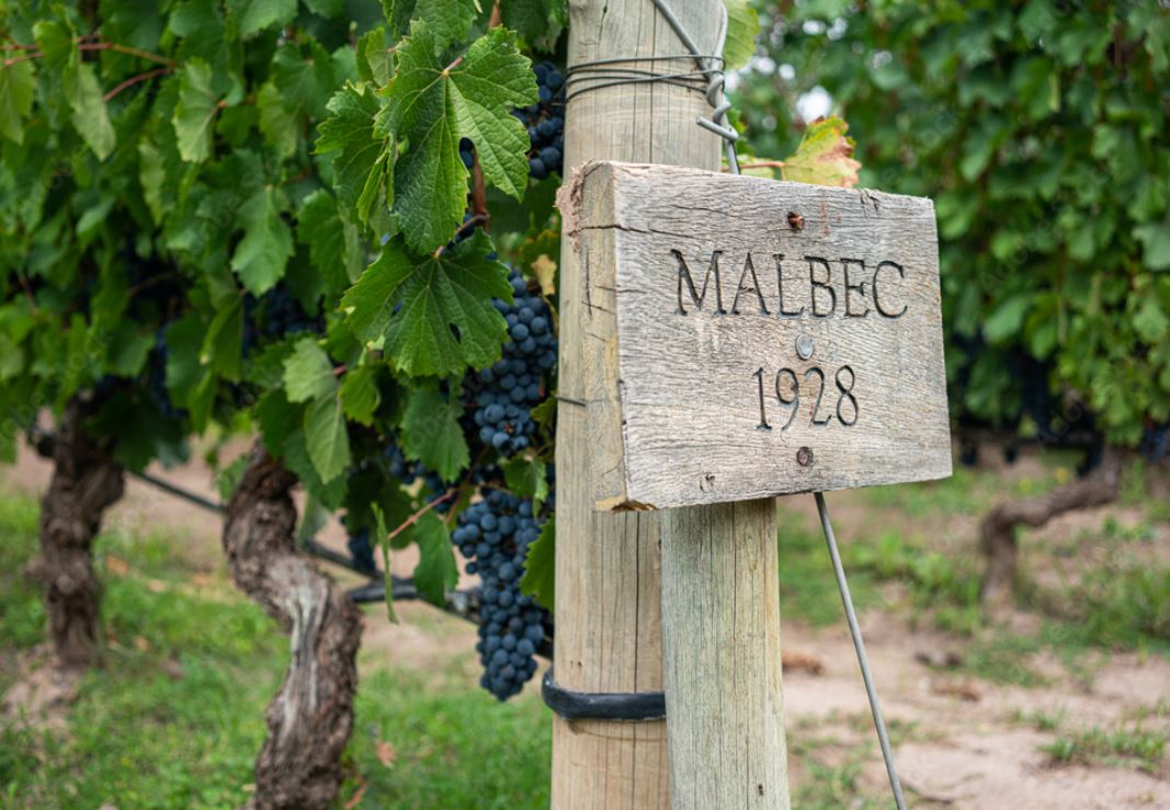 Pack Descubrí Malbecs 🍷